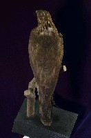 鳳頭蒼鷹藏品圖，第7張